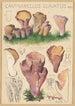Cantharellus clavatus Pers - Hans Baldung — Ansicht des Kunstwerks