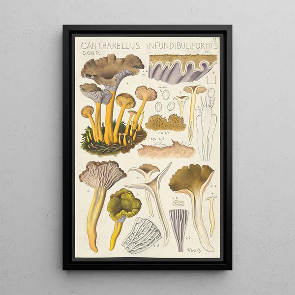 Cantharellus infundibuliformis Scop - Hans Baldung — gerahmtes Bild an der Wand