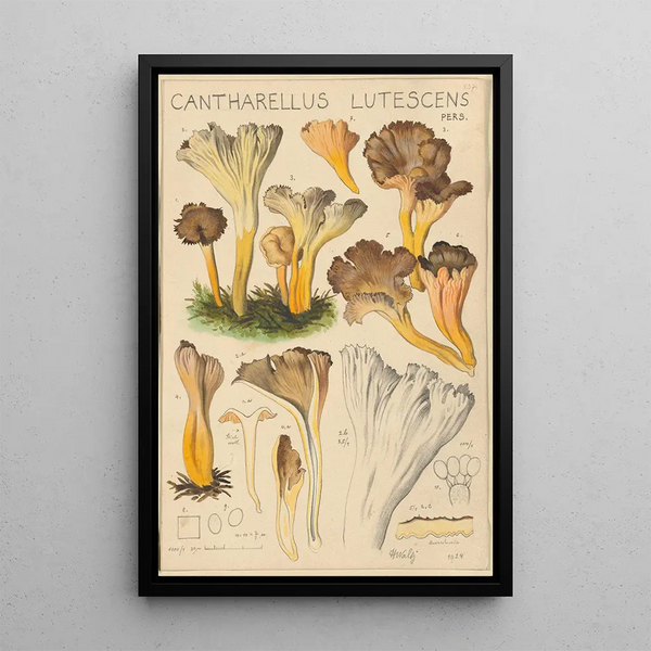Cantharellus lutescens - Hans Baldung — gerahmtes Bild an der Wand
