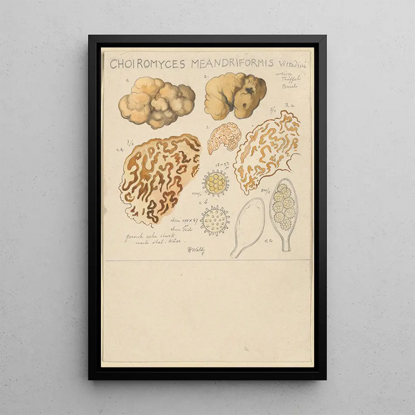 Choiromyces meandriformis - Hans Baldung — gerahmtes Bild an der Wand