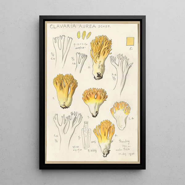Clavaria aurea Schff - Hans Baldung — gerahmtes Bild an der Wand