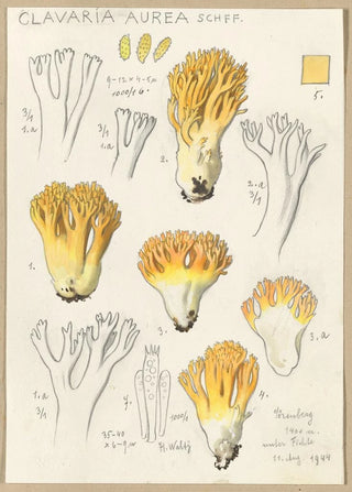 Hans Walty - Clavaria aurea Schff.webp