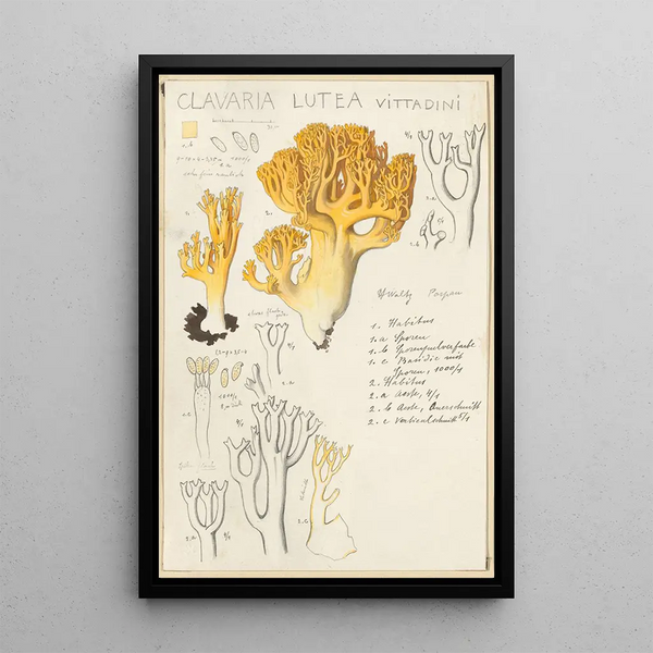 Clavaria lutea - Hans Baldung — gerahmtes Bild an der Wand