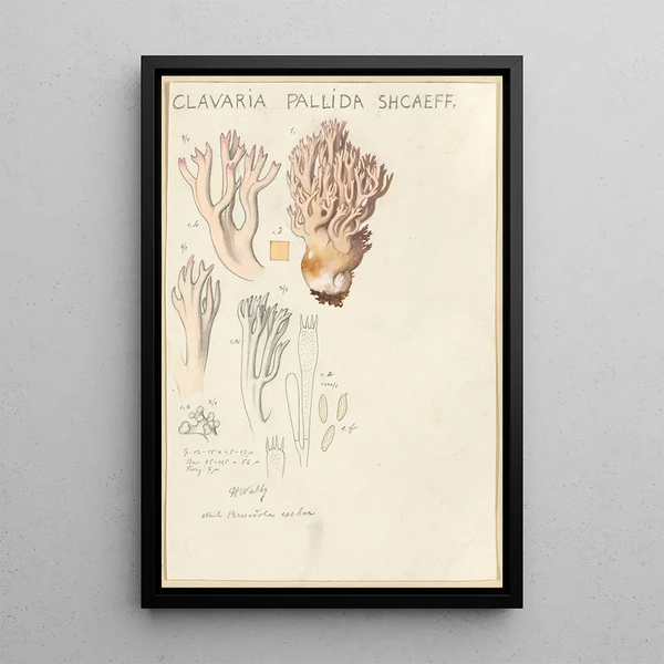 Clavaria pallida Shcaeff - Hans Baldung — gerahmtes Bild an der Wand