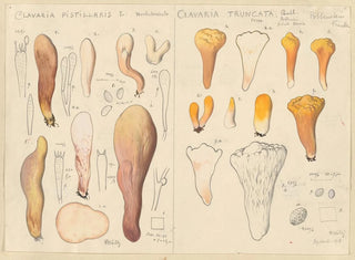 Hans Walty - Clavaria pistillaris Clavaria truncata.webp