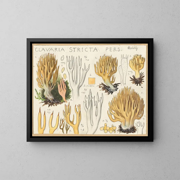 Clavaria stricte - Hans Baldung — gerahmtes Bild an der Wand