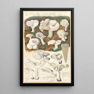 Hans Walty - Clitocybe dealbata.webp