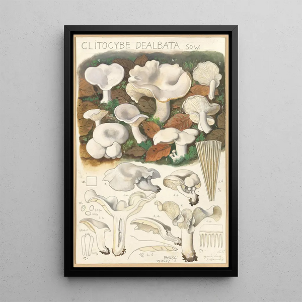 Clitocybe dealbata - Hans Baldung — gerahmtes Bild an der Wand