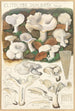 Clitocybe dealbata - Hans Baldung — Ansicht des Kunstwerks