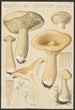 Clitocybe geotropa Bulliard - Hans Baldung — Ansicht des Kunstwerks