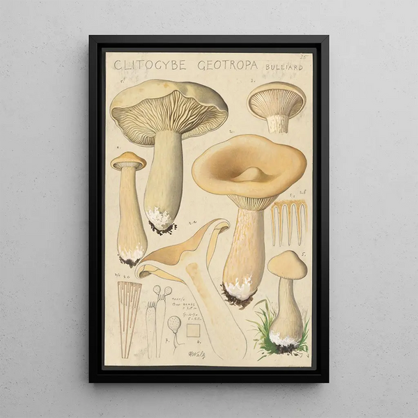 Clitocybe geotropa Bulliard - Hans Baldung — gerahmtes Bild an der Wand