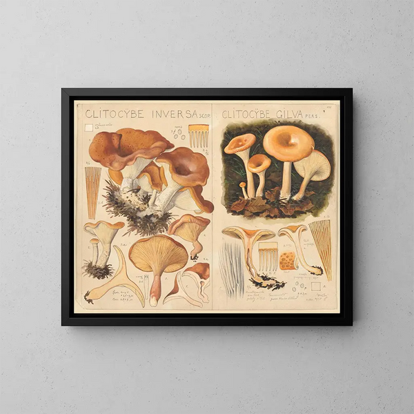 Clitocybe inversa und Clitocybe gilva - Hans Baldung — gerahmtes Bild an der Wand