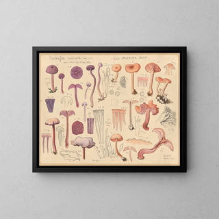 Hans Walty - Clitocybe laccara.webp