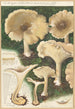Clitocybe nébuleux - Hans Baldung — Ansicht des Kunstwerks