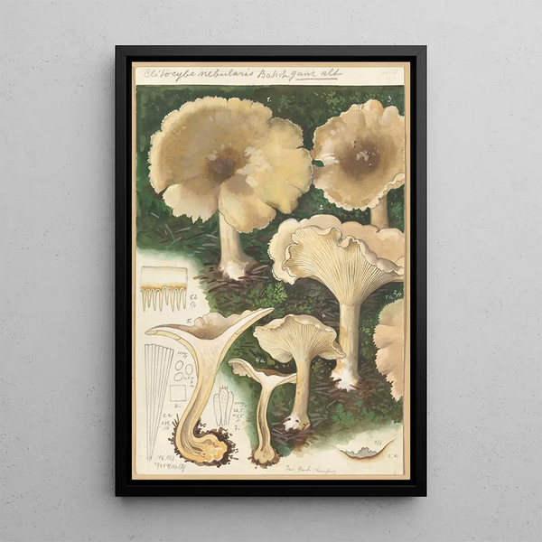 Clitocybe nébuleux - Hans Baldung — gerahmtes Bild an der Wand