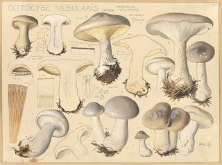Hans Walty - Clitocybe nebularis Batsch.webp