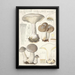 Clitocybe nébuleux Batsch 2 - Hans Baldung — gerahmtes Bild an der Wand