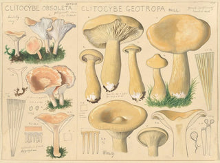 Hans Walty - Clitocybe obsoleta Clitocybe geotropa.webp