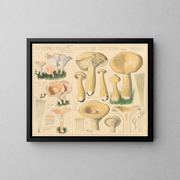 Clitocybe obsoleta und Clitocybe géotrope - Hans Baldung — gerahmtes Bild an der Wand