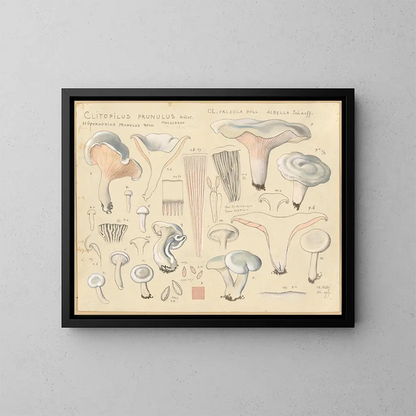 Clitopile prunule - Hans Baldung — gerahmtes Bild an der Wand