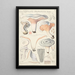 Clitopilus prunulus Scop - Hans Baldung — gerahmtes Bild an der Wand
