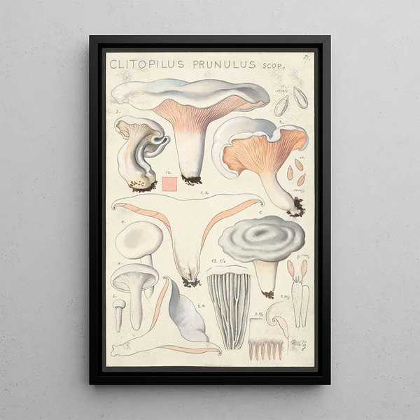 Clitopilus prunulus Scop - Hans Baldung — gerahmtes Bild an der Wand