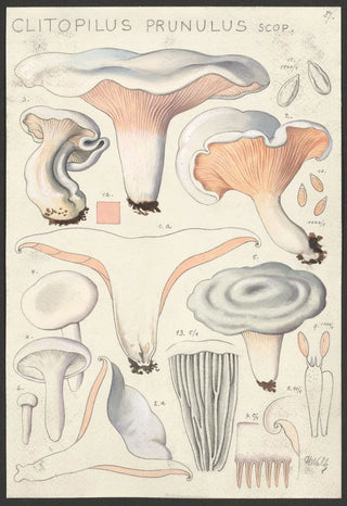 Hans Walty - Clitopilus prunulus Scop.webp