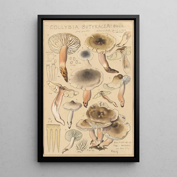 Collybie beurrée - Hans Baldung — gerahmtes Bild an der Wand