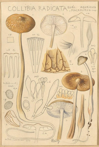 Hans Walty - Collybia radicata.webp