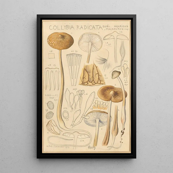 Collybie radicante - Hans Baldung — gerahmtes Bild an der Wand