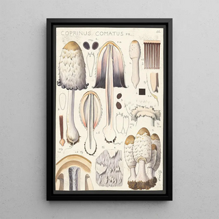 Hans Walty - Coprinus comatus Fr.webp