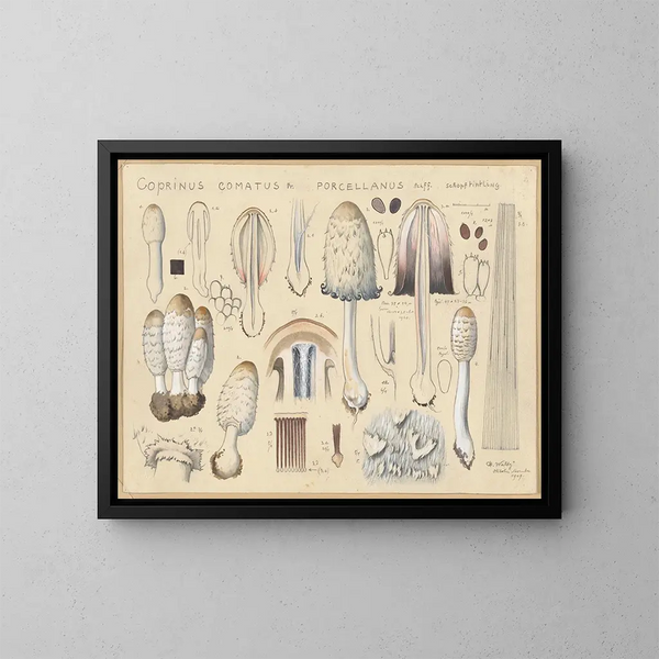 Coprinus comatus var. porcellanus - Hans Baldung — gerahmtes Bild an der Wand