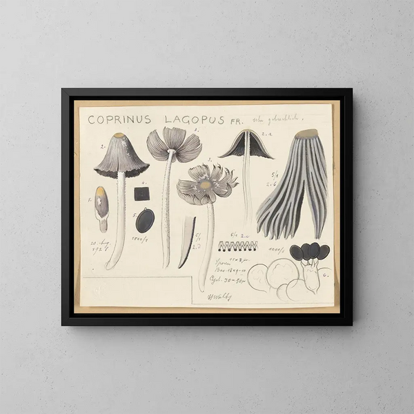 Coprinus lagopus - Hans Baldung — gerahmtes Bild an der Wand
