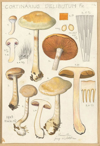 Hans Walty - Cortinarius delibutum.webp