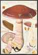 Cortinaire bemerkenswert Cordier Saccardo - Hans Baldung — Ansicht des Kunstwerks
