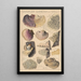 Daedalea quercina - Hans Baldung — gerahmtes Bild an der Wand