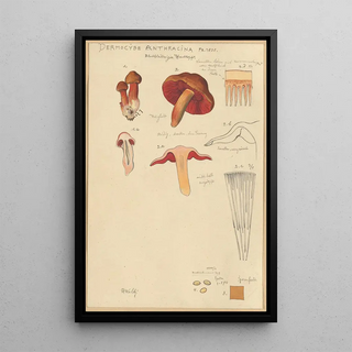 Hans Walty - Dermocybe Anthracina Fr.webp