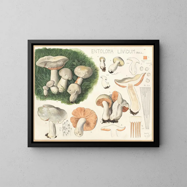 Entolome livide - Hans Baldung — gerahmtes Bild an der Wand