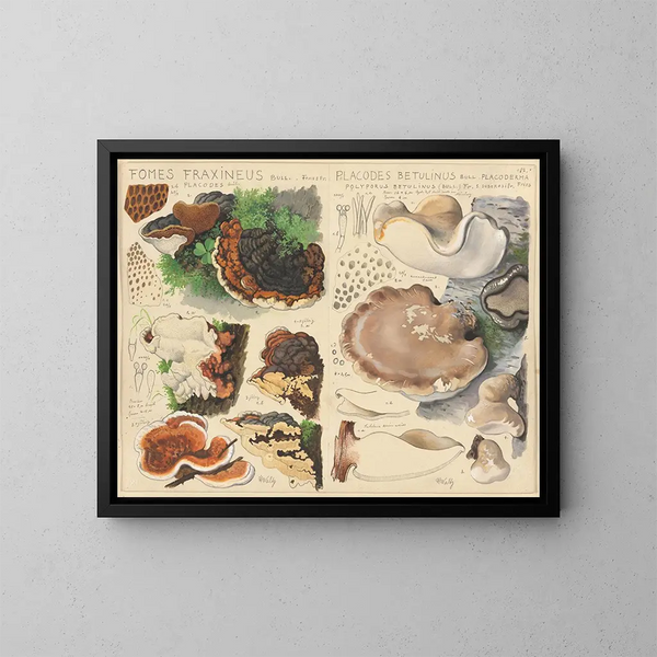 Fomes fraxineus und Placodes betulinus - Hans Baldung — gerahmtes Bild an der Wand