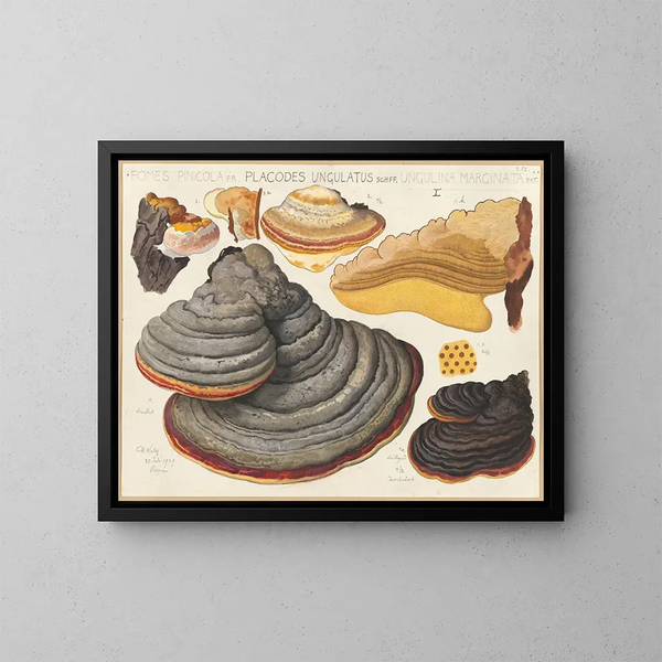 Fomes pinicola, Placodes ungulatus, Ungulina marginata - Hans Baldung — gerahmtes Bild an der Wand