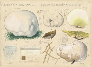 Hans Walty - Globaria bovista Qul Calvatia maxima Schaeff morgan.webp