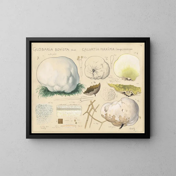 Globaria bovista und Calvatia maxima - Hans Baldung — gerahmtes Bild an der Wand