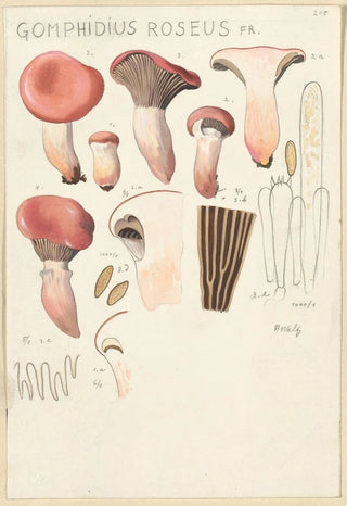 Hans Walty - Gomphidius roseus.webp