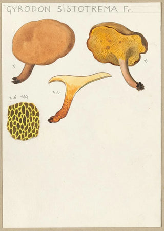 Hans Walty - Gyrodon sistotrema Fr.webp