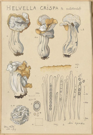 Hans Walty - Helvella crispa.webp