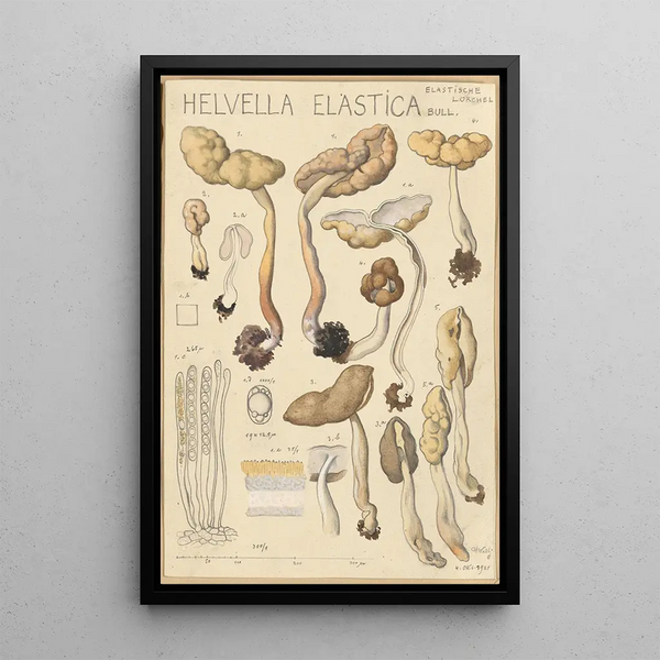 Helvelle elastisches Gemälde - Hans Baldung — gerahmtes Bild an der Wand