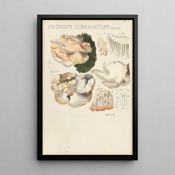Hydne cirratum - Hans Baldung — gerahmtes Bild an der Wand