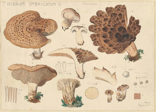 Hans Walty - Hydnum imbricatus L.webp
