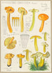 Hygrocybe obrussea Fries - Hans Baldung — Ansicht des Kunstwerks