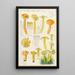 Hygrocybe obrussea Fries - Hans Baldung — gerahmtes Bild an der Wand